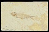 Fossil Fish (Knightia) - Green River Formation #130317-1